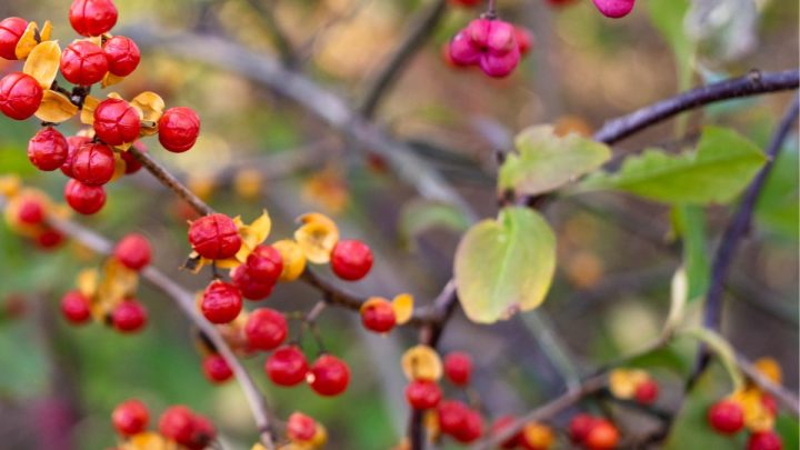11 Worst Invasive Plants in Connecticut (And 22 Natives to Plant Instead)