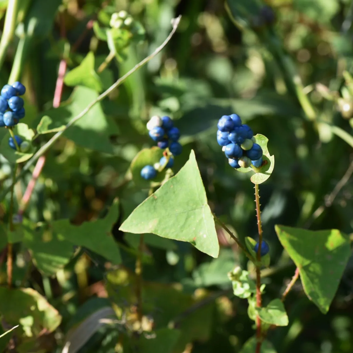 Polygonum perfoliatum - mile-a-minute vine