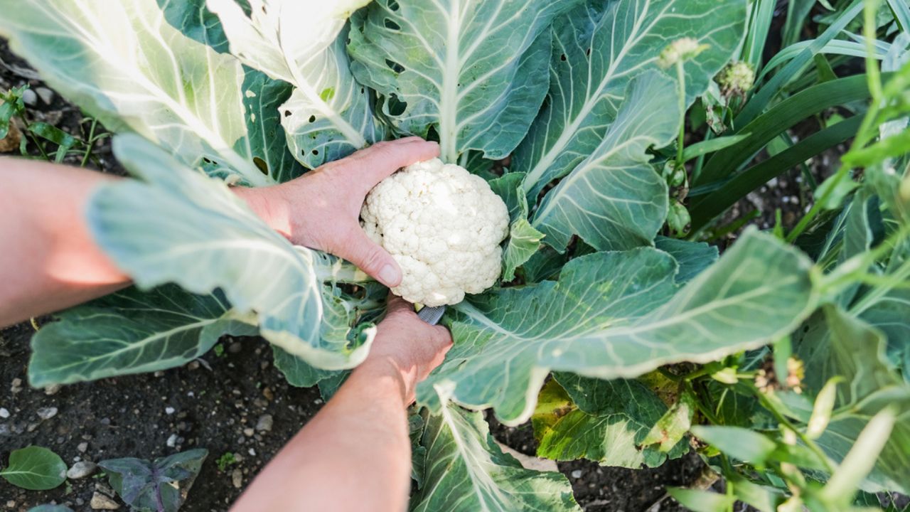 Senior woman picking up fresh organic cauliflower - Gardening person with fresh vegetable