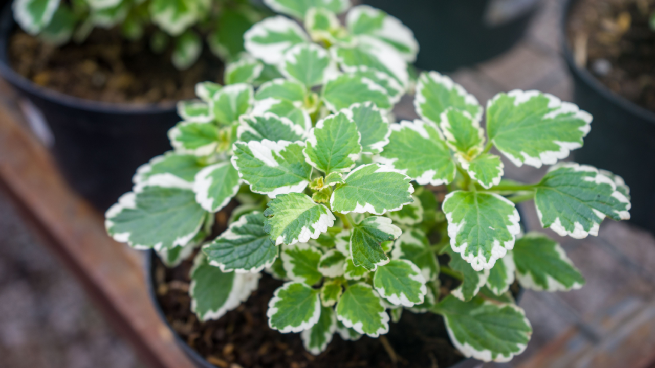 Swedish Ivy leaf plant or (Plectranthus forsteri - in Latin), photographed at close range from high angle view.