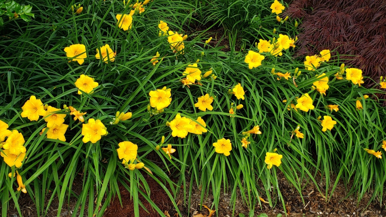 Stella D'Oro Daylily blooms brighten the landscape in summer