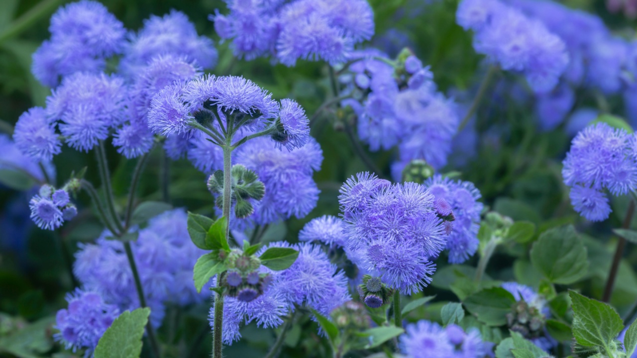 Floss flower, Ageratum houstonianum in bloom