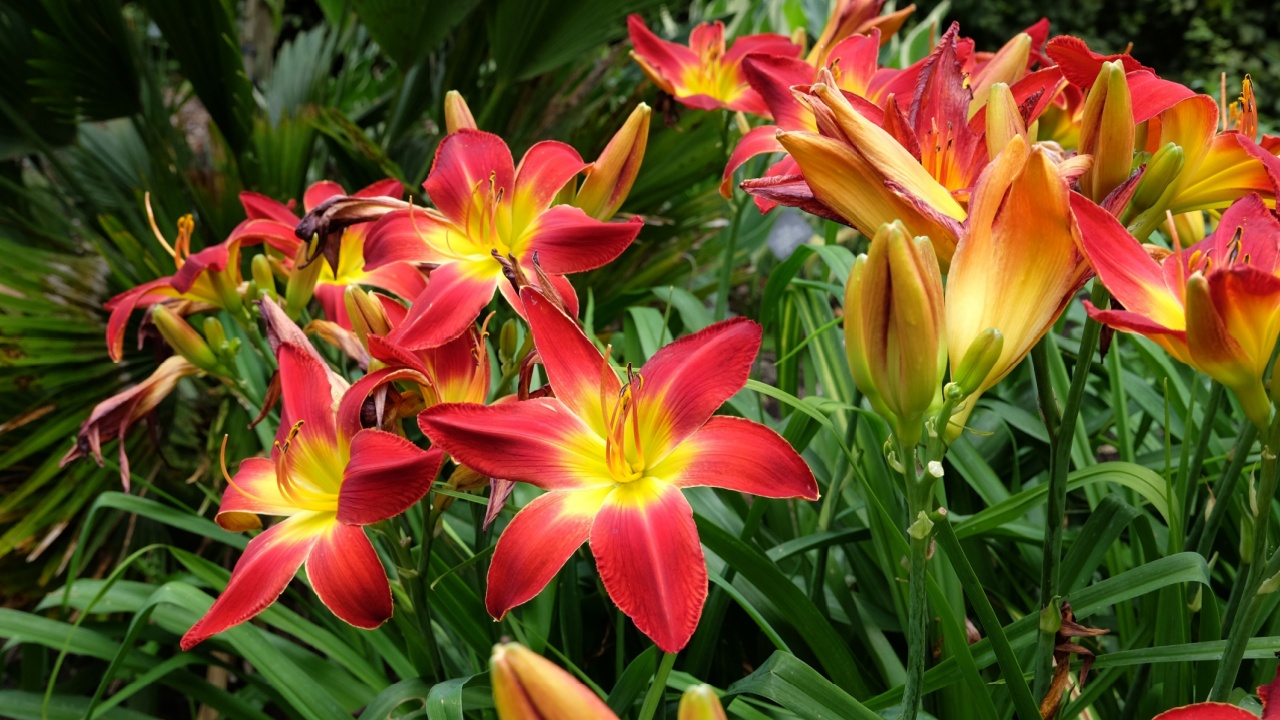 Hemerocallis hybrid daylily 'All American Chief' in flower. 