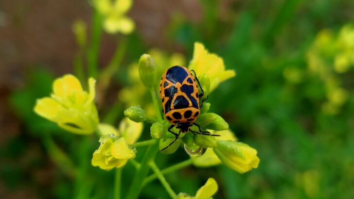 What Are Harlequin Bugs And 6 Ways to Control These Pretty Pests