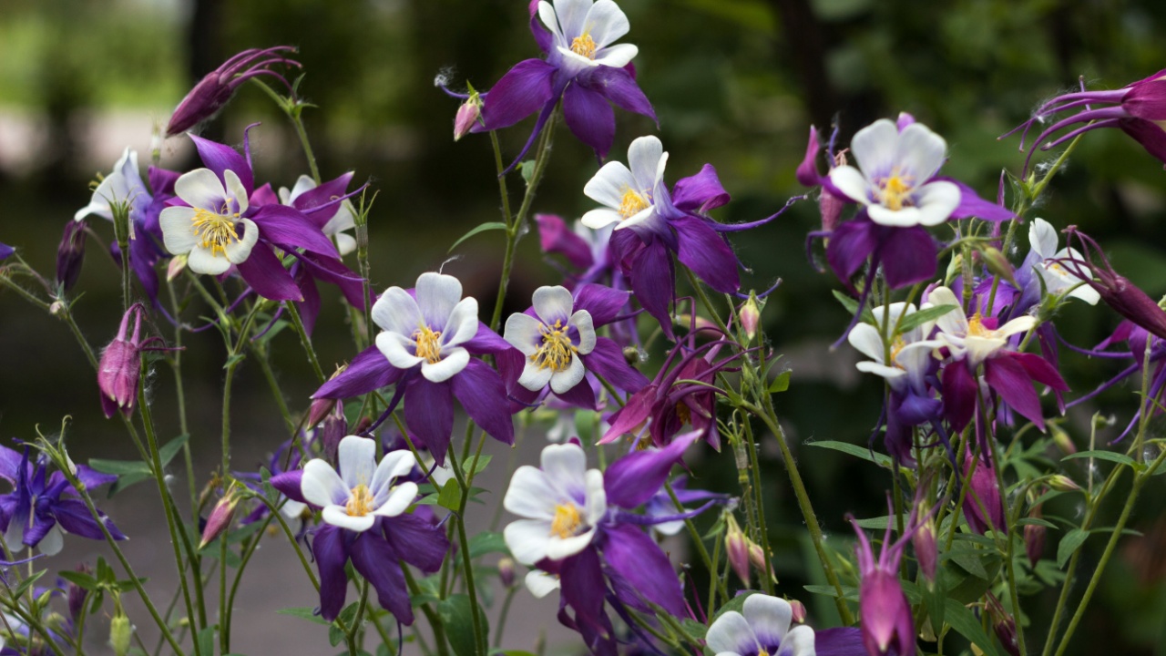 Flowering Purple flowers with a white center, Columbine (Aquilegia vulgaris, Orlyk) in spring. Garden plants