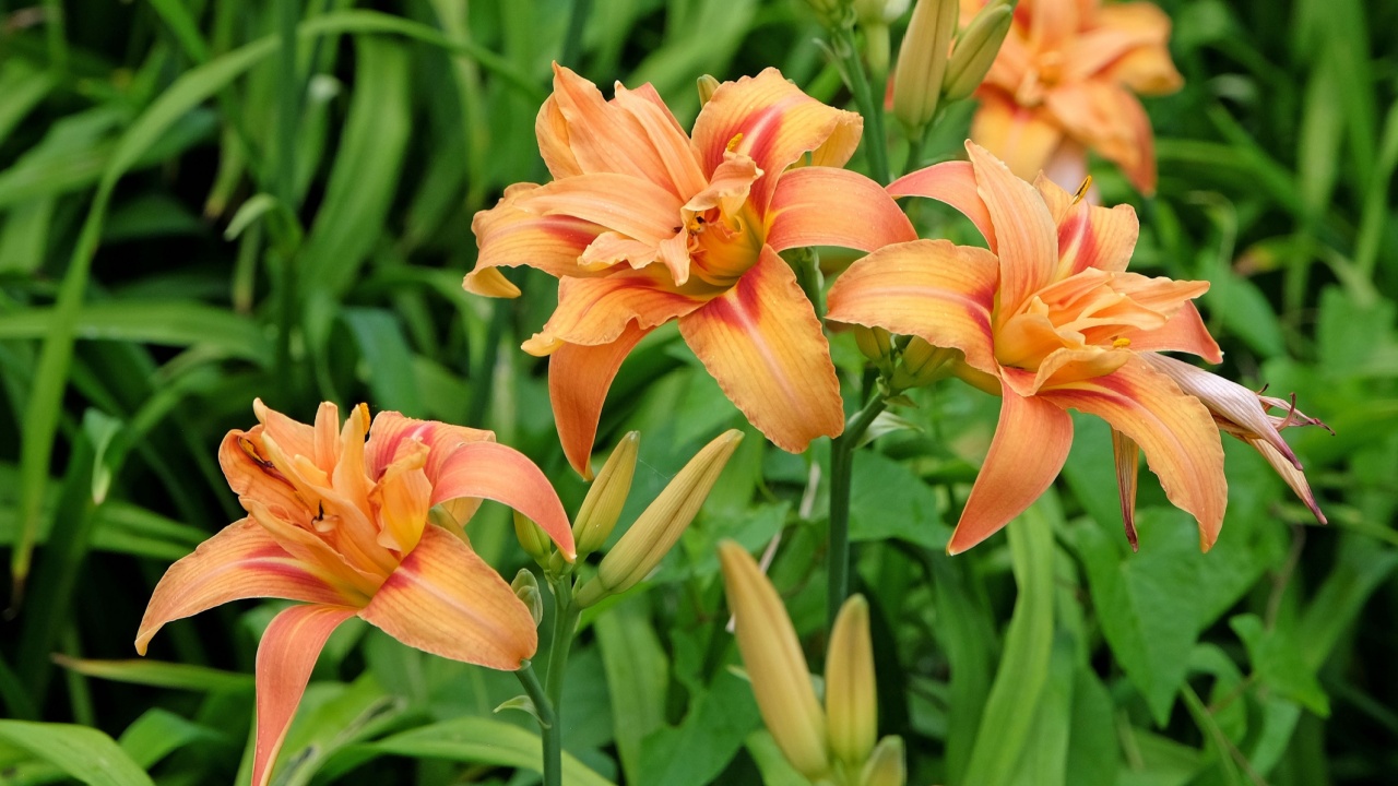 Orange double Hemerocallis fulva daylily ‘Kwanso’ in flower. 
