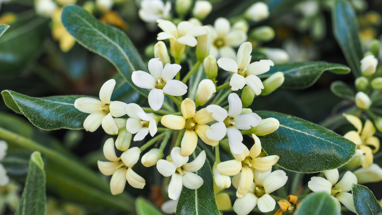 Australian laurel or Pittosporum tobira, white flowers and green leaves, close up. Japanese cheesewood known as Japanese pittosporum or mock orange is smelling flowering plant in Pittosporaceae family
