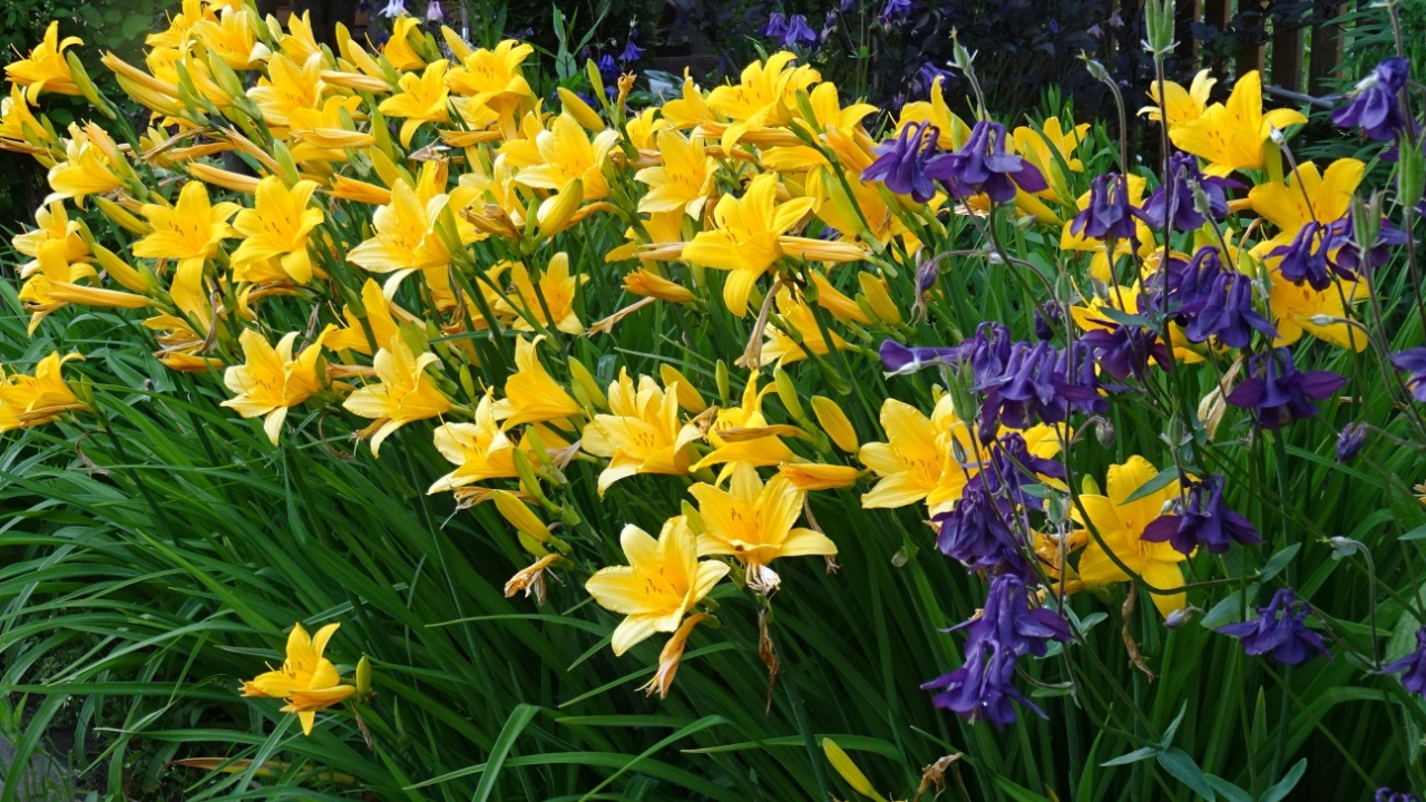 One of the earliest flowering species of yellow daylilies, garden in the Moscow region, June 2020.