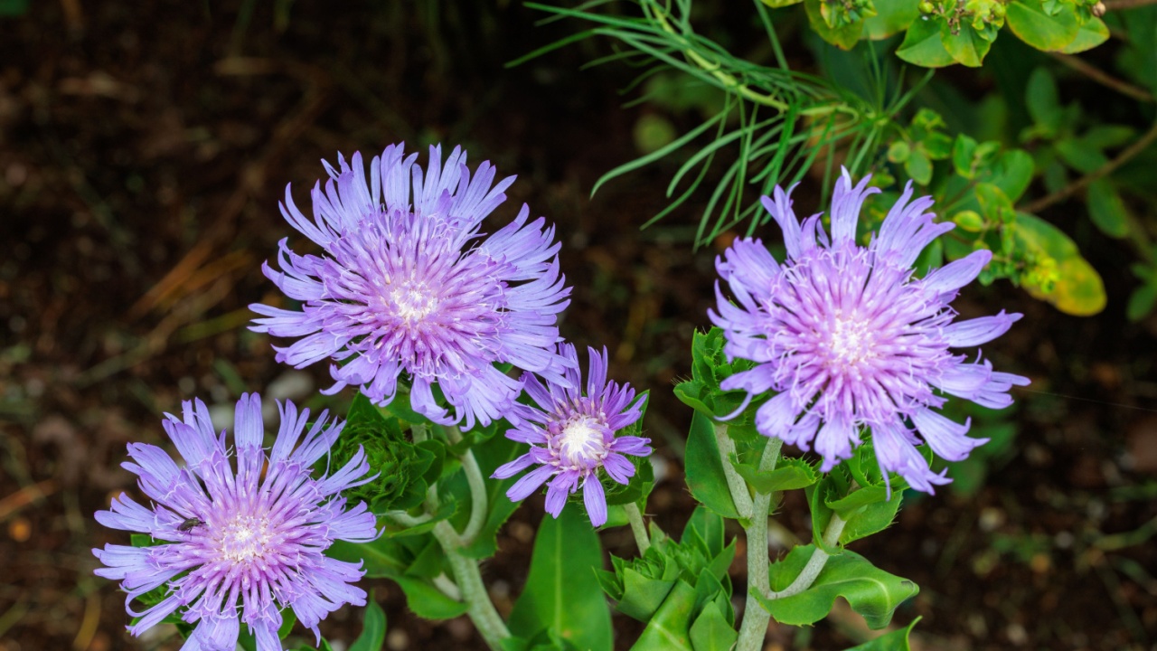 Stokesia laevis flowers blooming beautifully in the early summer garden.