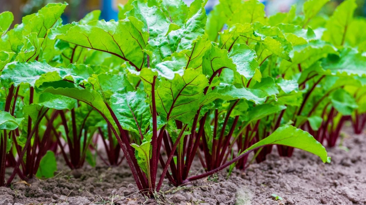 Young fresh beet leaves. Beetroot plants in a row from a close distance