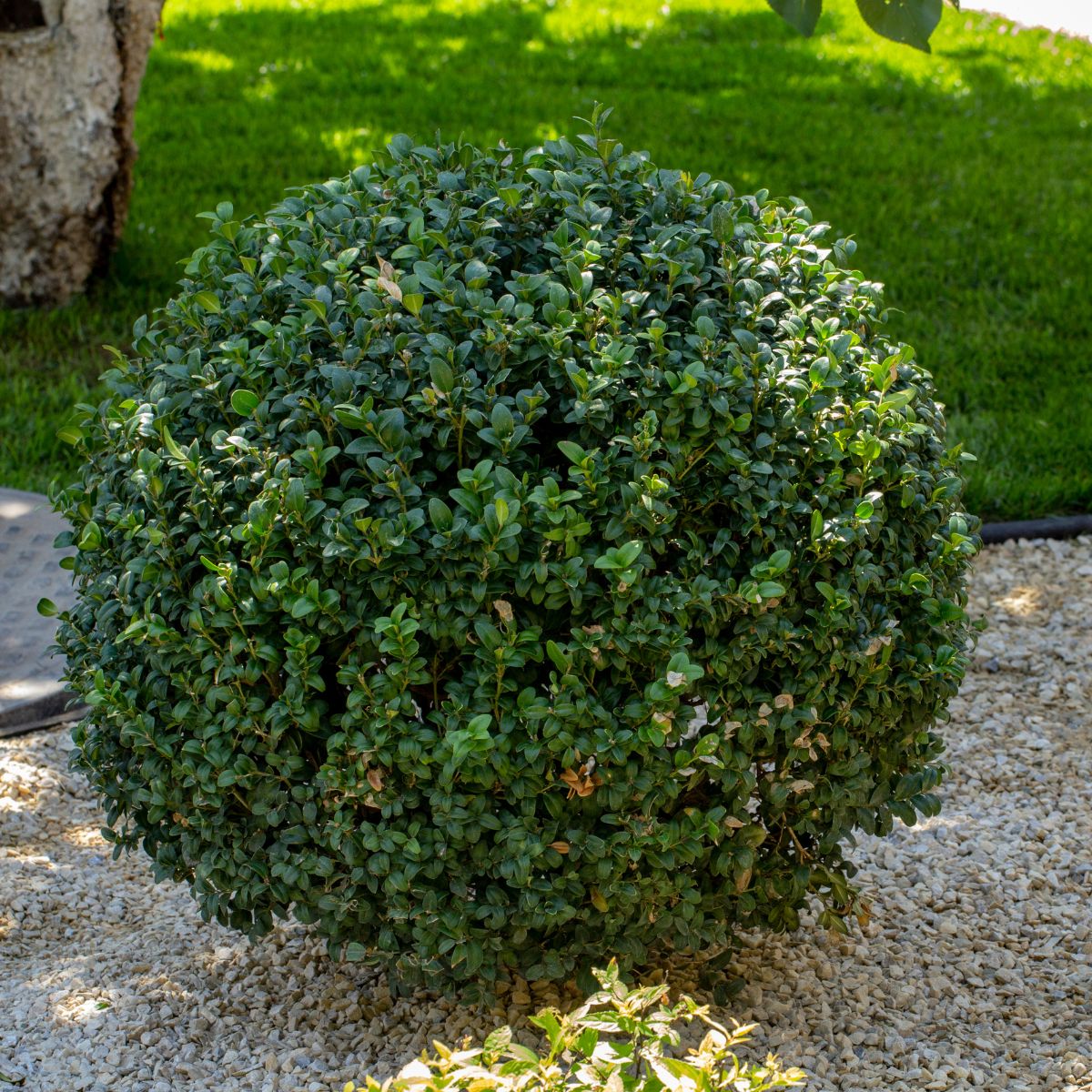 American boxwood