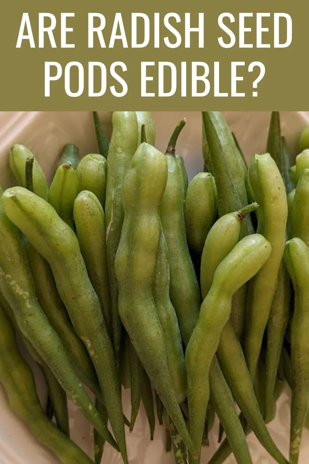 are radish seed pods edible? 