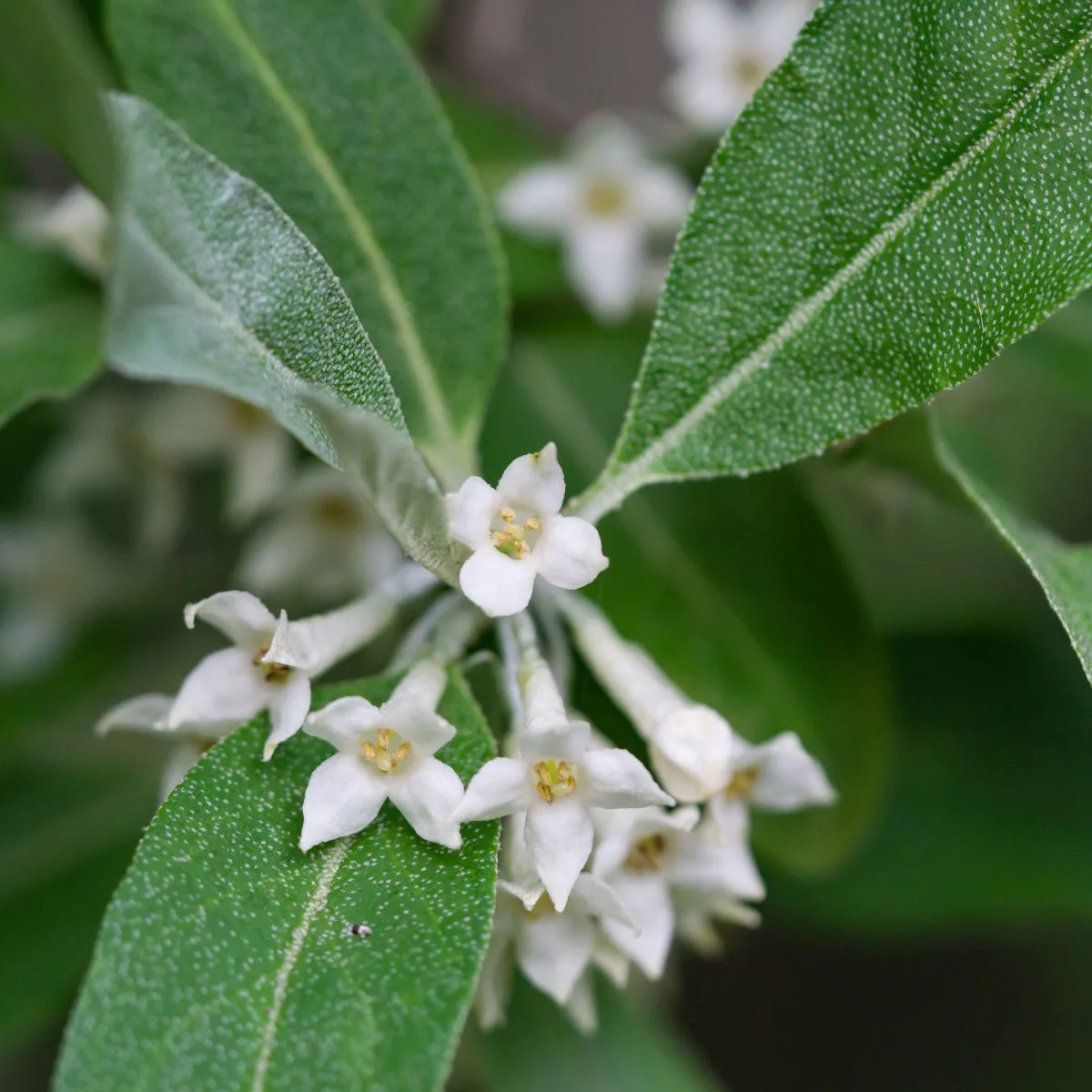 Autumn olive flowers