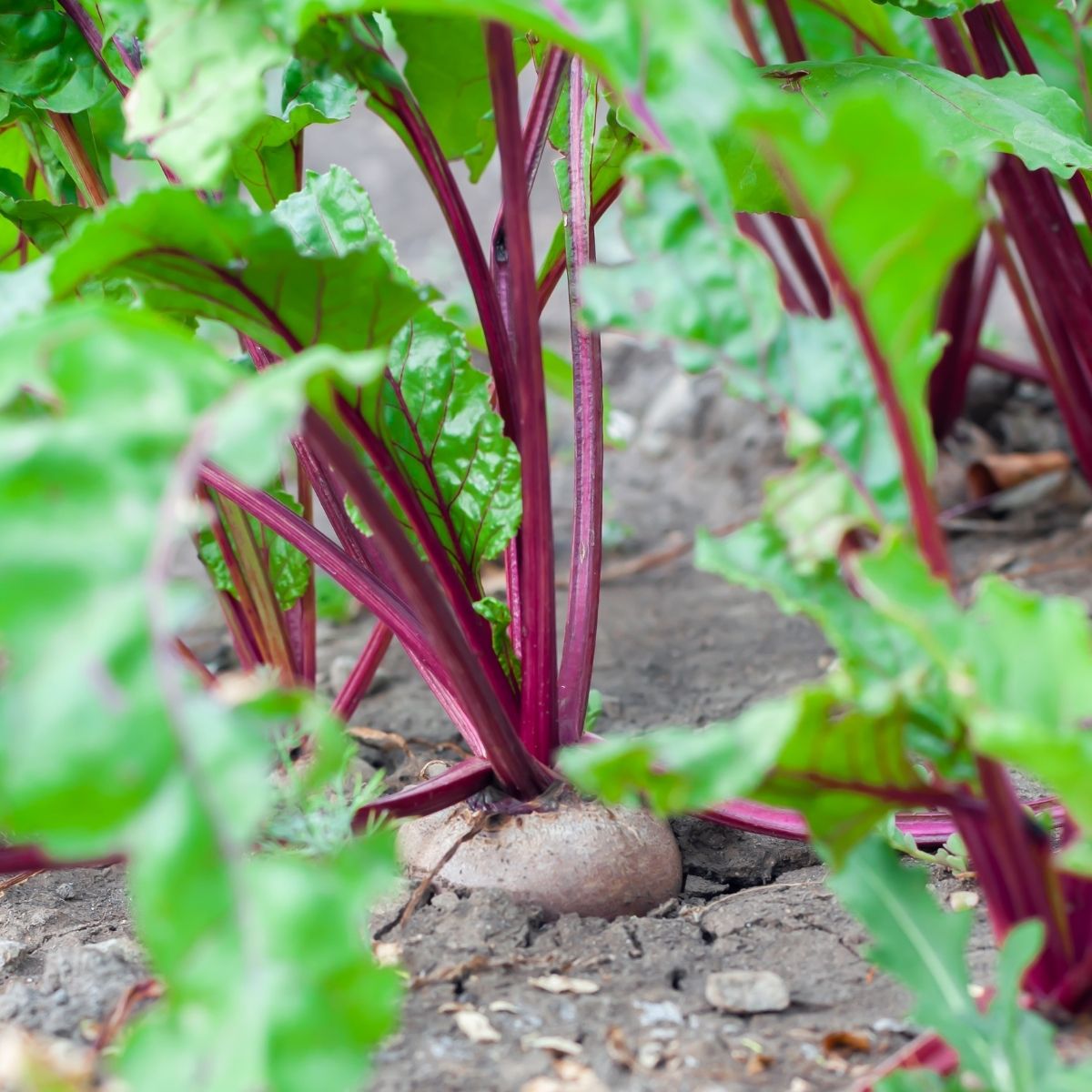 beet growing in the garden