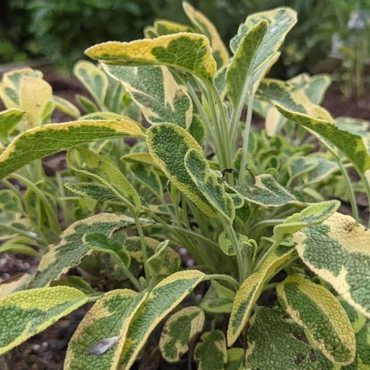 bicolor (green and yellow) sage