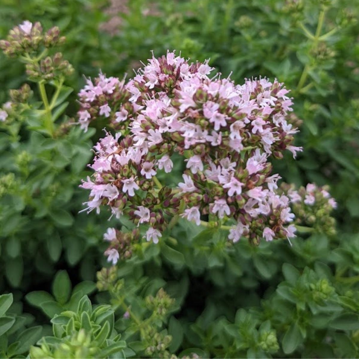 blooming thyme