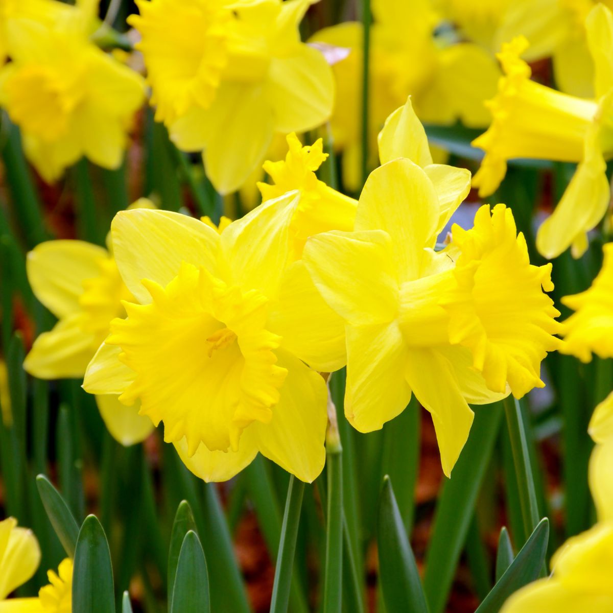 bright yellow daffodils