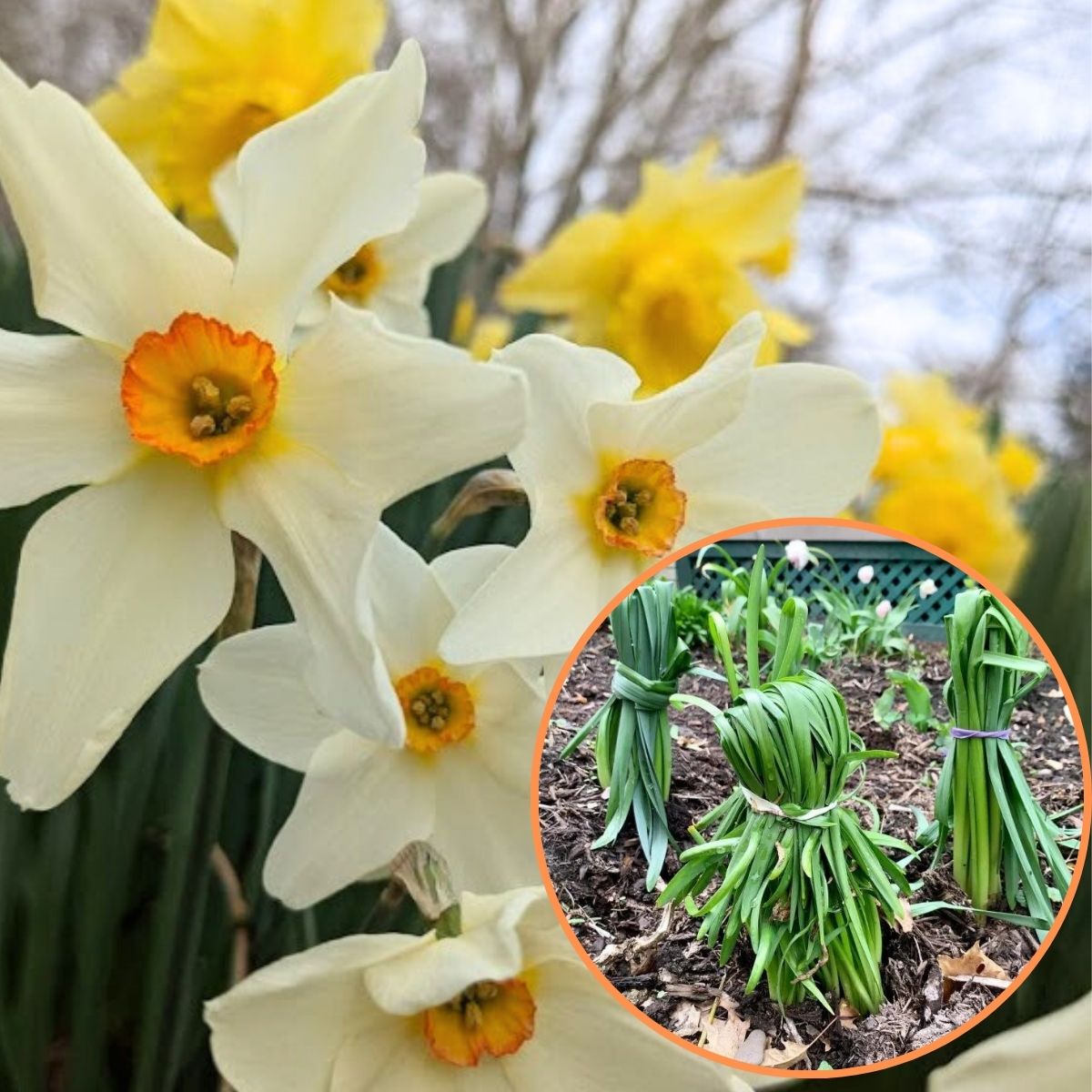 rubberbanded daffodil leaves with flower in the background.