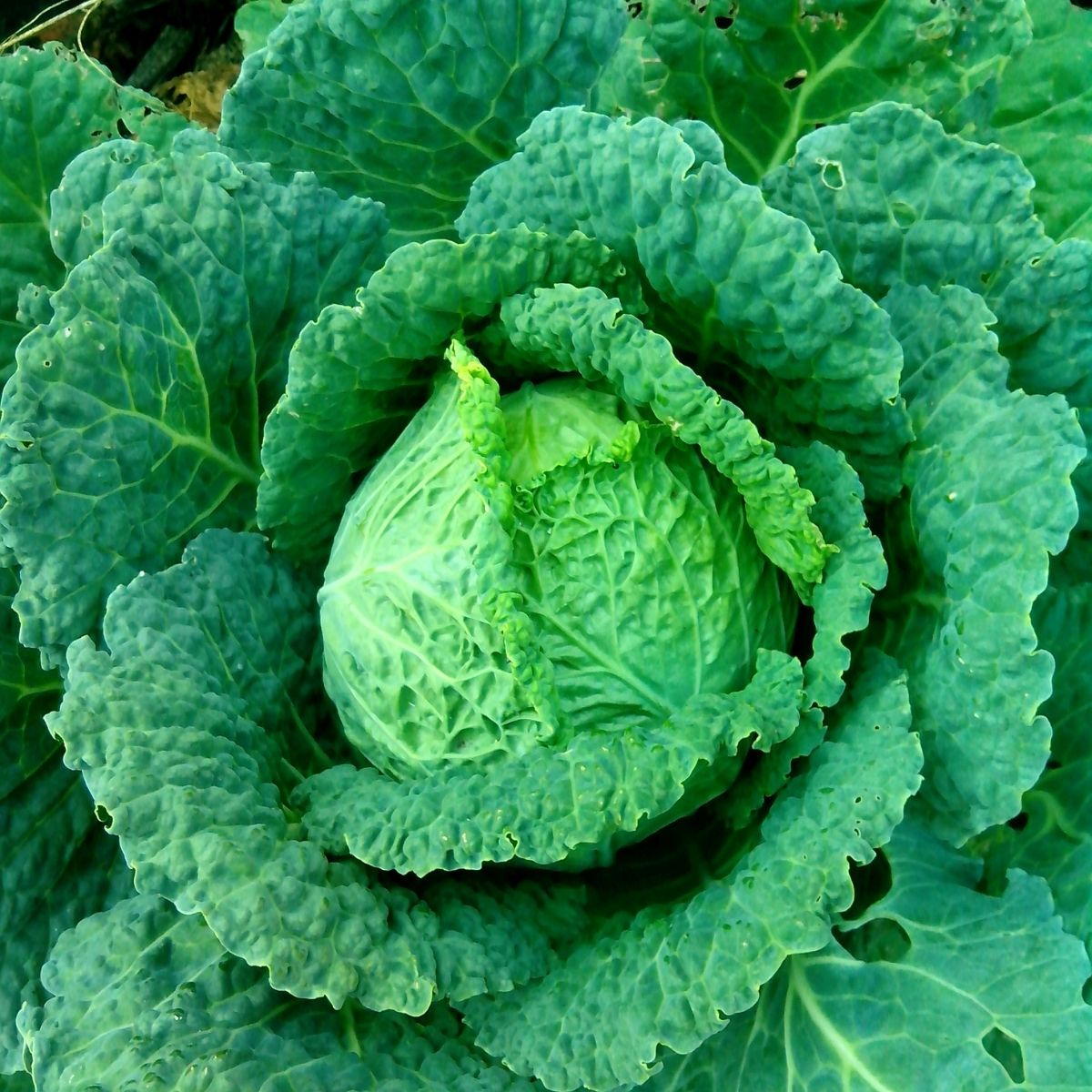 a cabbage head ready to be harvested