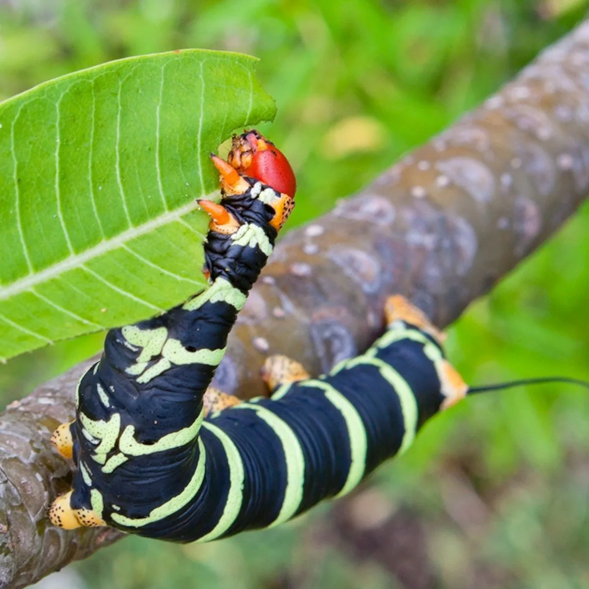 caterpillar biting into a leaf