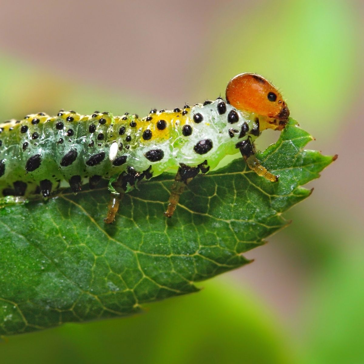 caterpillar eating a leaf