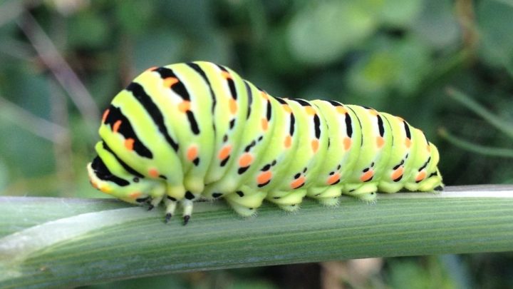 What Do Caterpillars Eat? 6 Food Sources For A Caterpillar-Friendly Garden