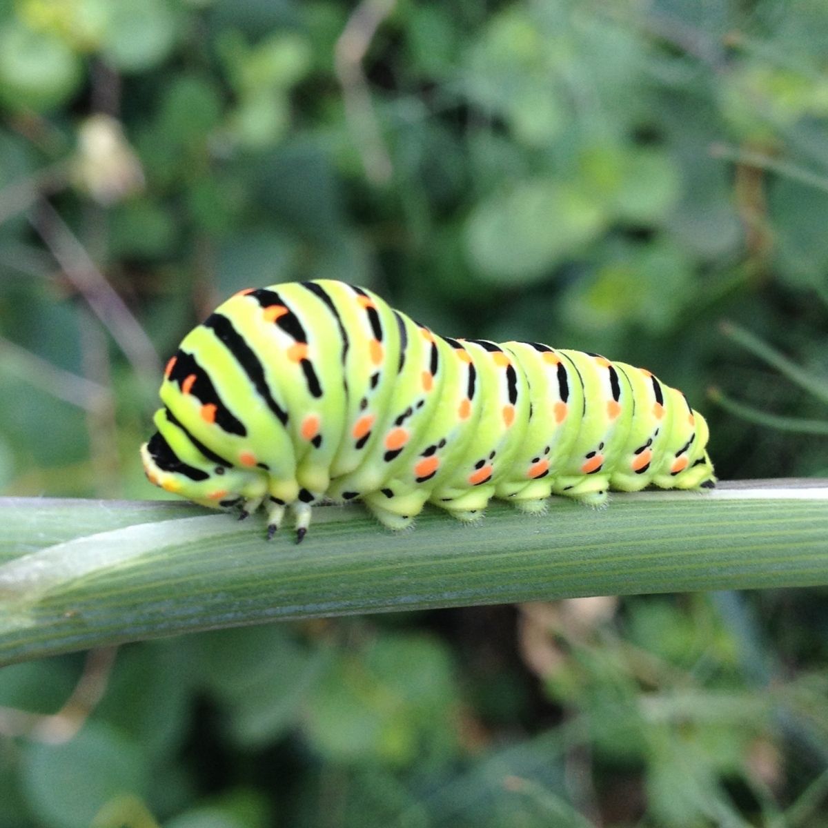caterpillar on a dill stem