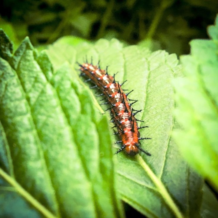 What Do Caterpillars Eat? 6 Food Sources For A CaterpillarFriendly Garden