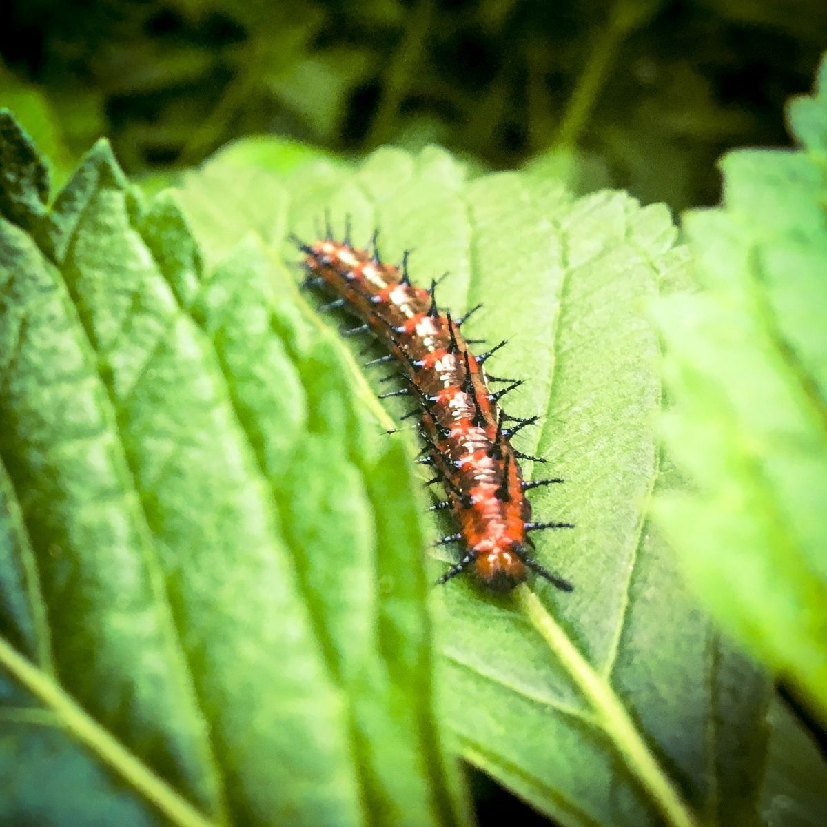 caterpillar on leaf