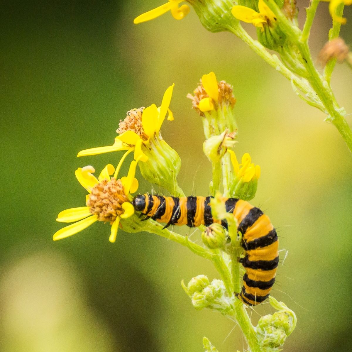 striped caterpillar on yellow flowers