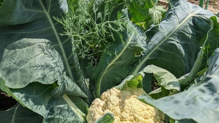 9 Best Companion Plants for Cauliflower (And 3 to Avoid)