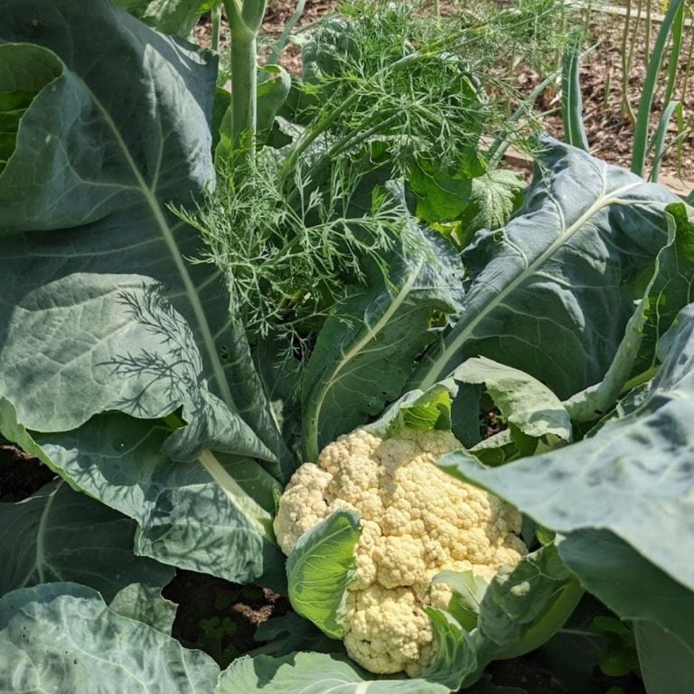 9 Best Companion Plants For Cauliflower (And 3 To Avoid)