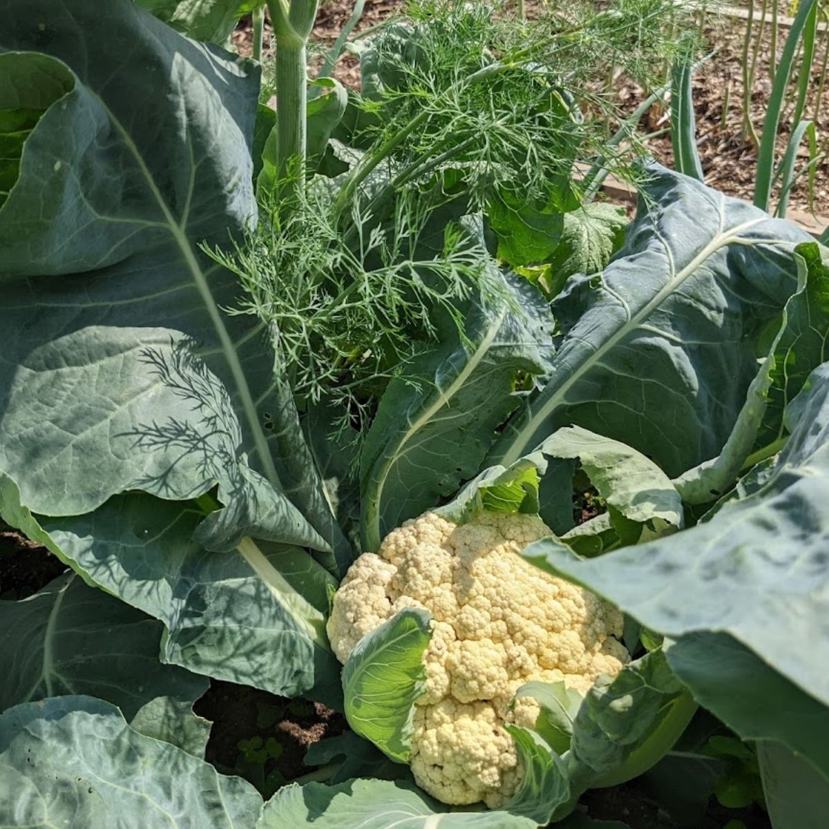 cauliflower, dill and onions planted together