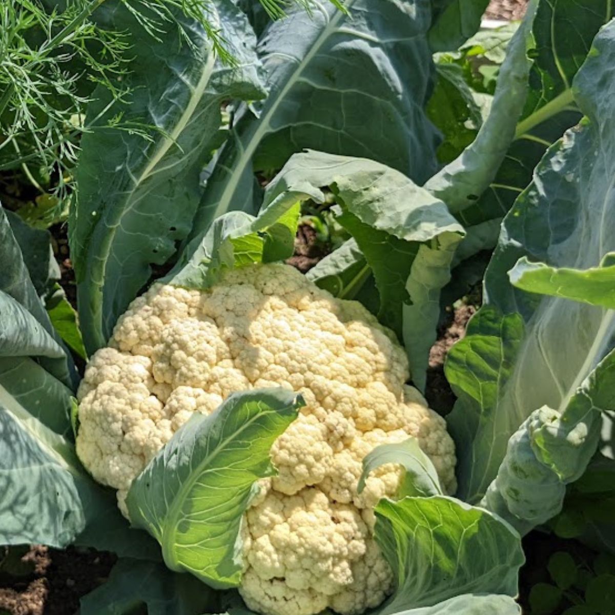 cauliflower head ready to be harvested