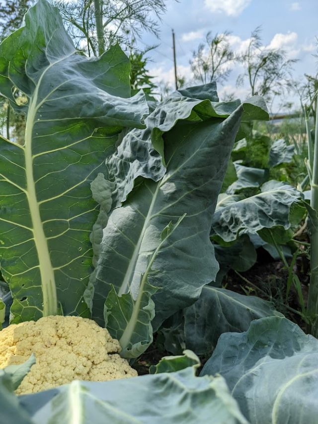 cauliflower in my garden