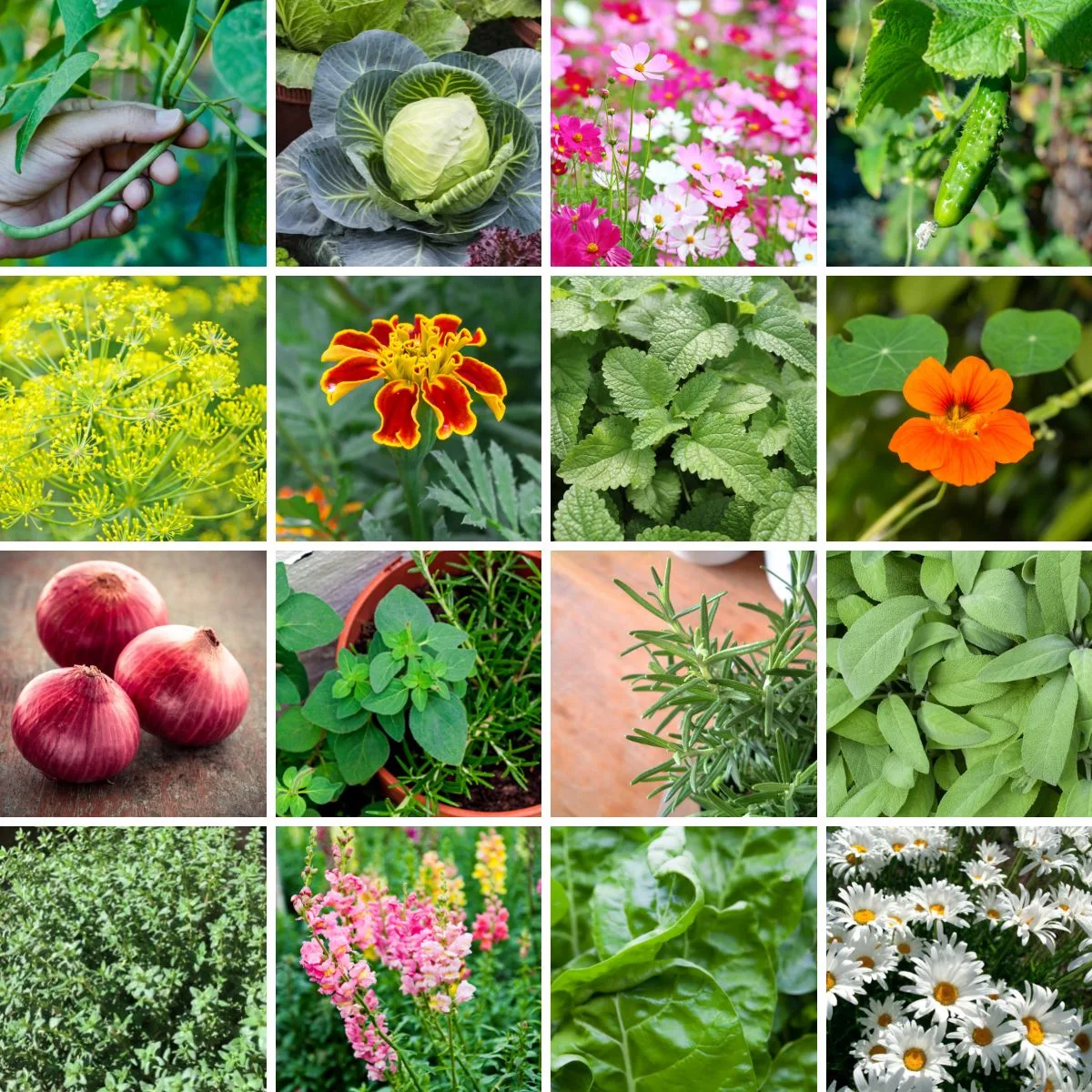 a collage of the best celery companion plants