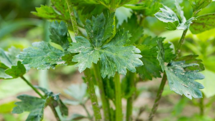 13 Best Companion Plants for Celery (And 5 To Avoid)