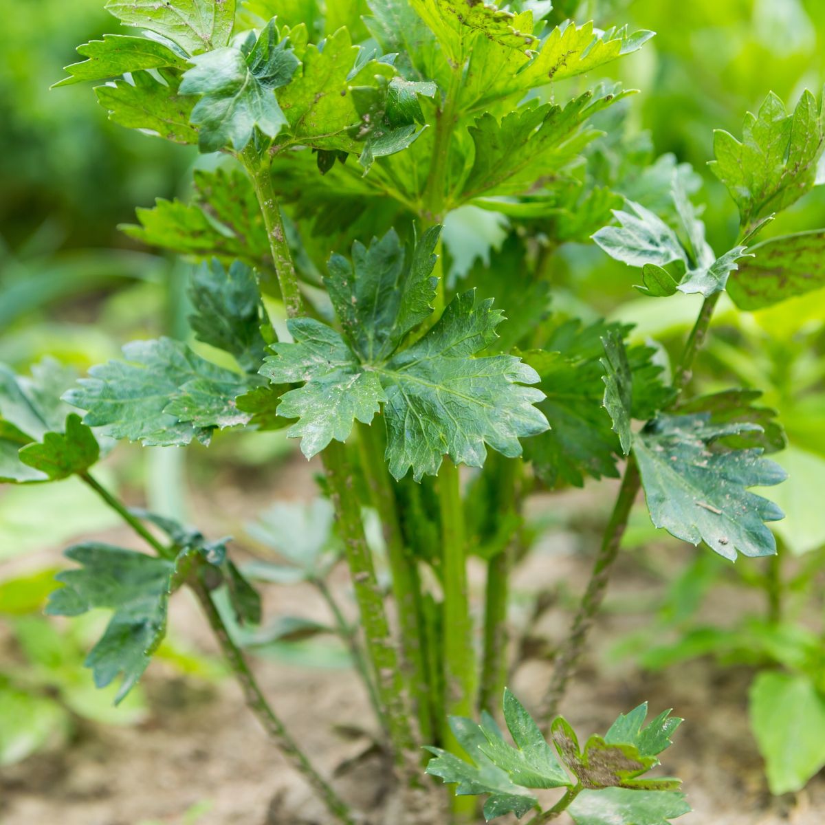 celery plant growing in the garden