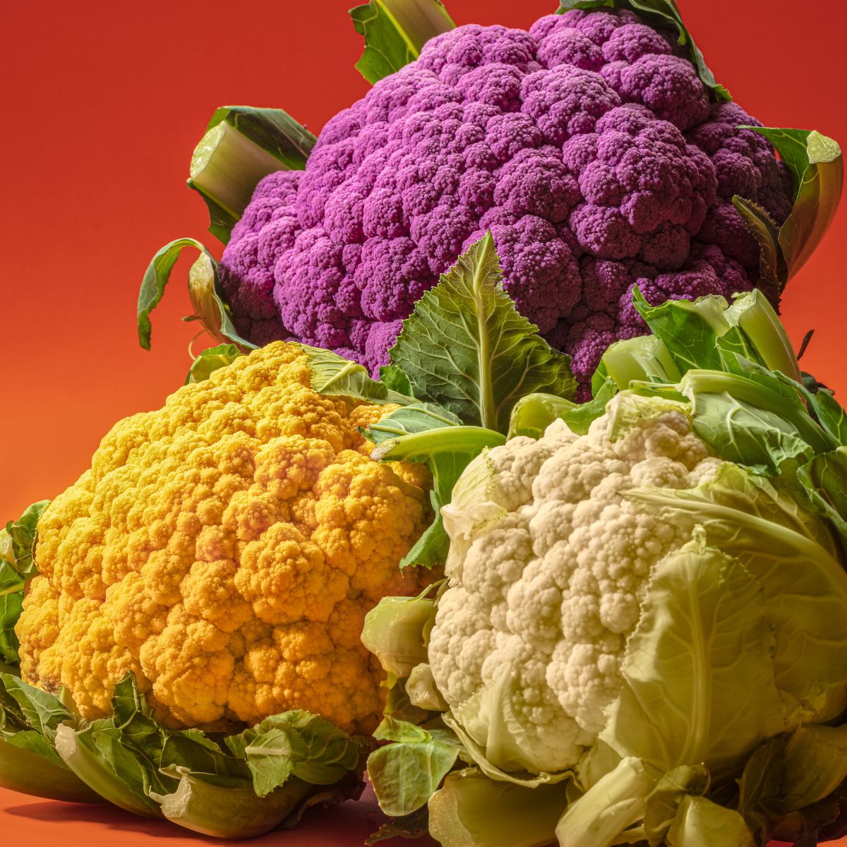 colorful cauliflowers