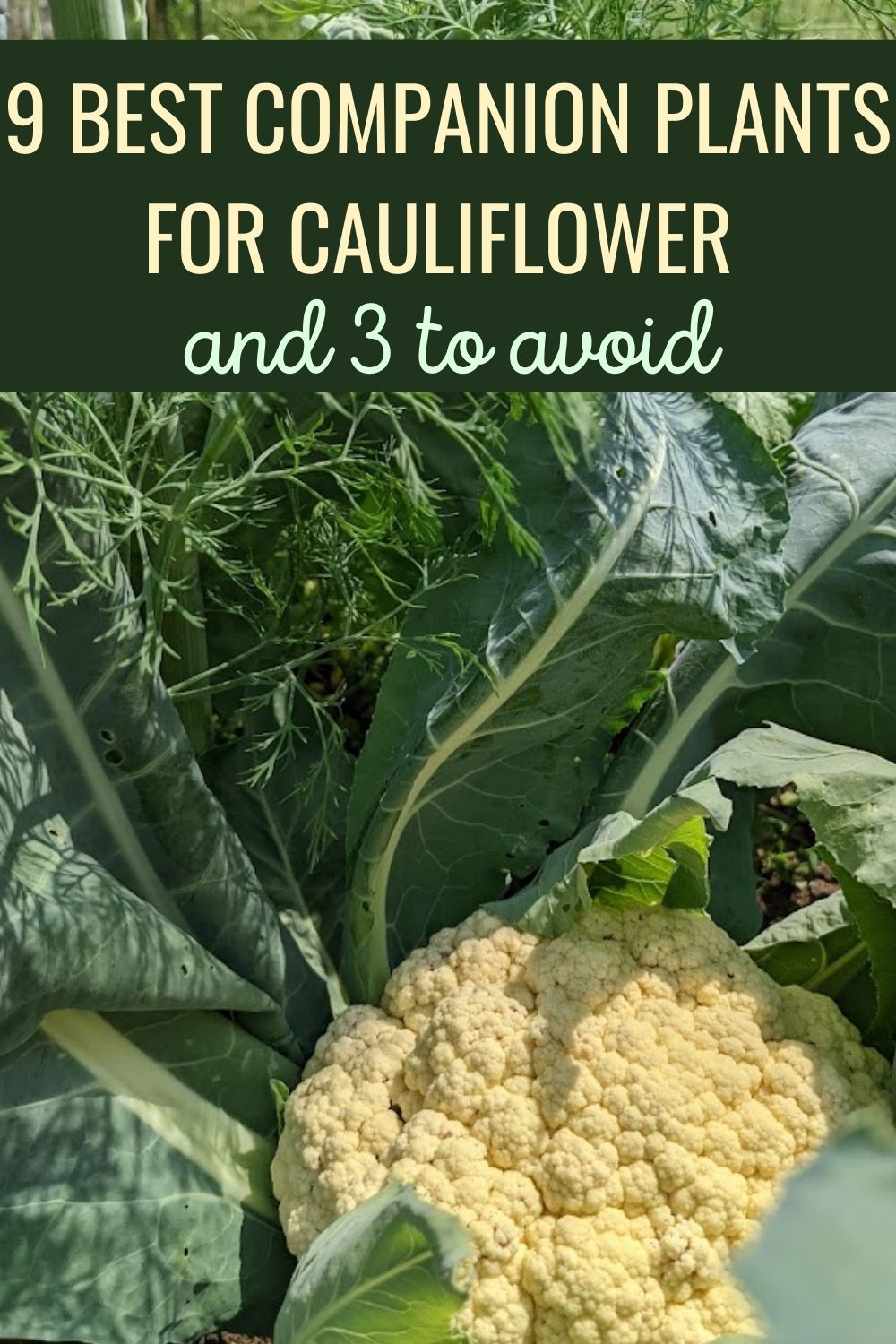 9 best companion plants for cauliflower and 3 to avoid