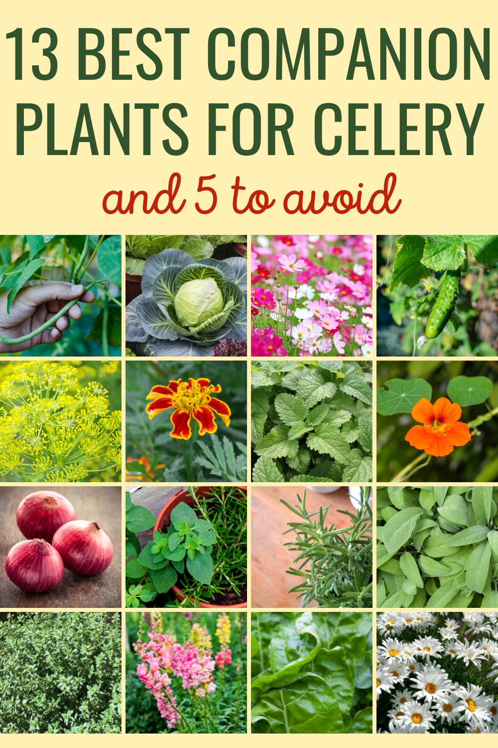13 best companion plants for celery (and 5 to avoid)