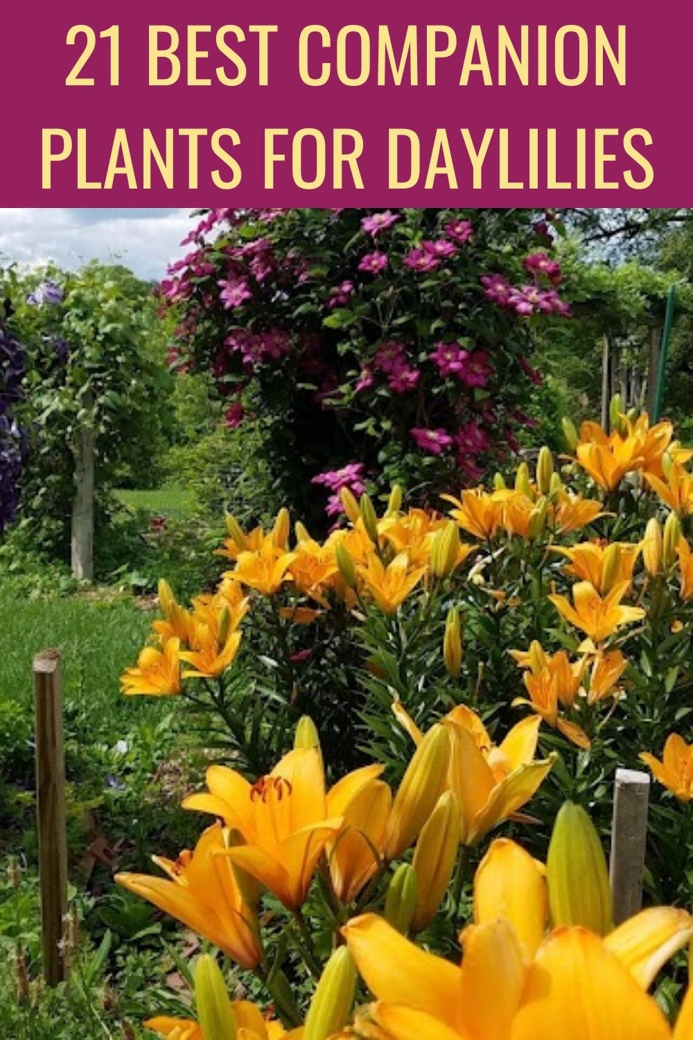 21 best companion plants for daylilies