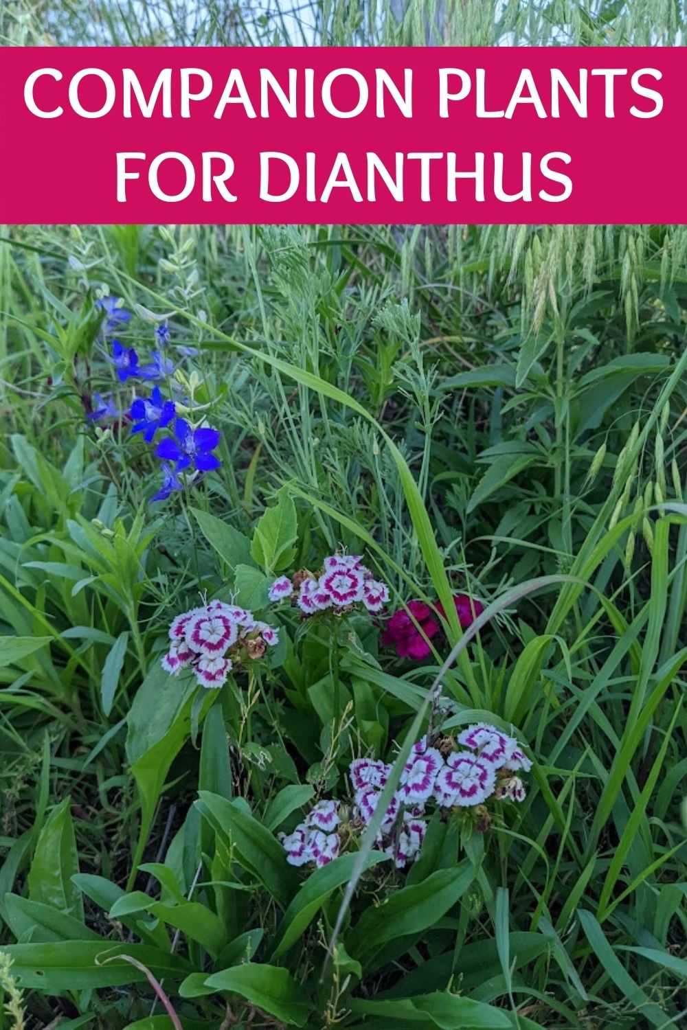 Companion plants for dianthus