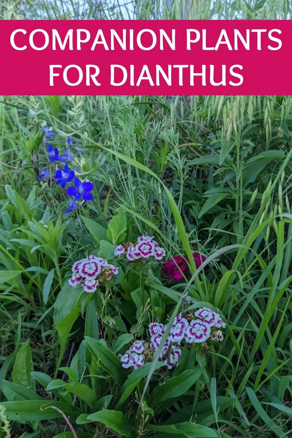 Companion plants for dianthus