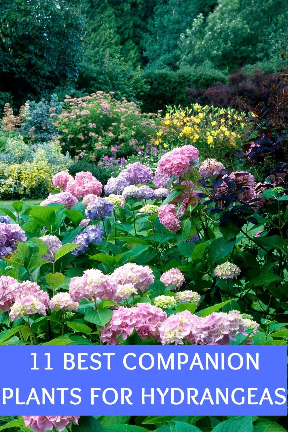 11 best companion plants for hydangeas