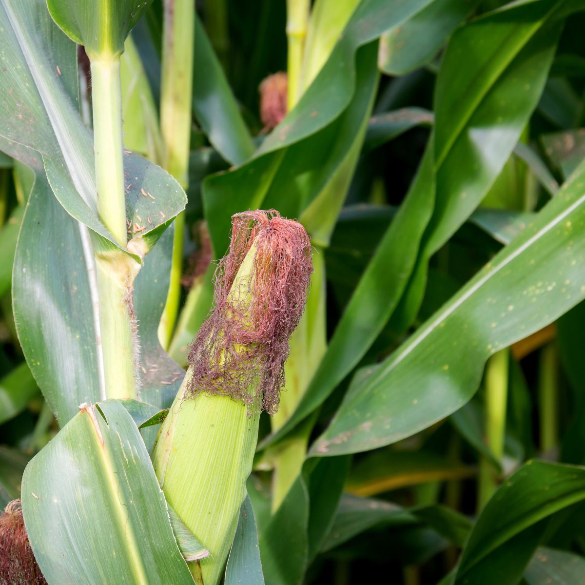 corn ready for harvest