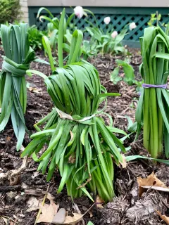 rubberbanded daffodil leaves