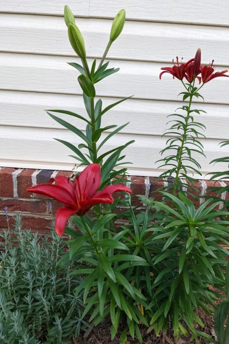 21 Best Companion Plants For Daylilies