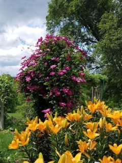 daylilies and clematis garden