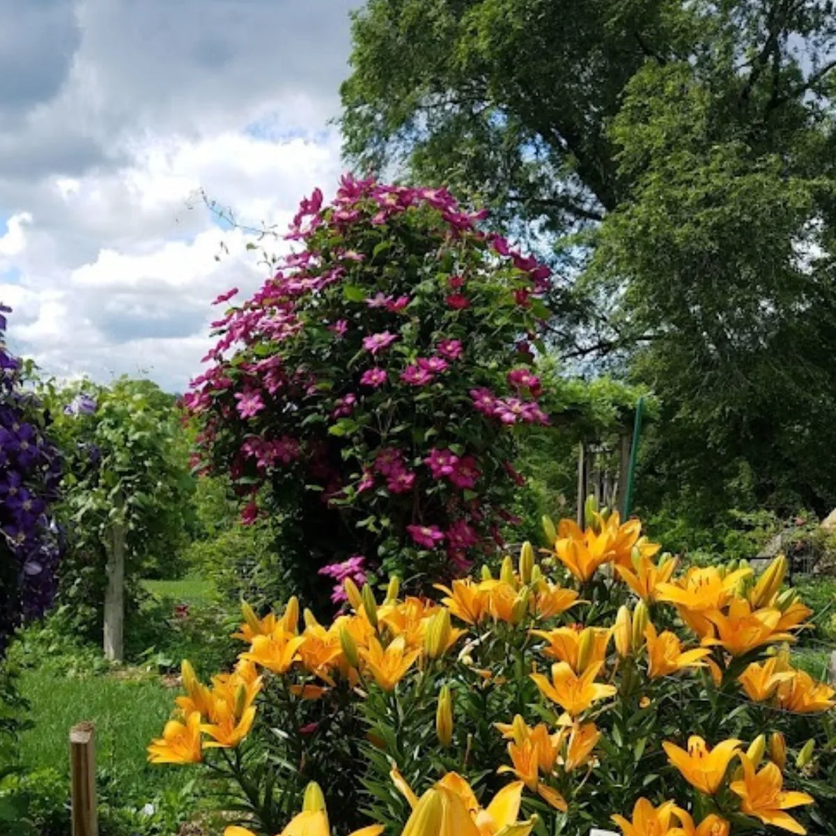 daylilies and clematis garden